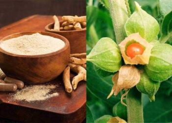 औषधांमध्ये अश्वगंधाच्या पानांचा वापर करण्याबाबत मार्गदर्शक सूचना