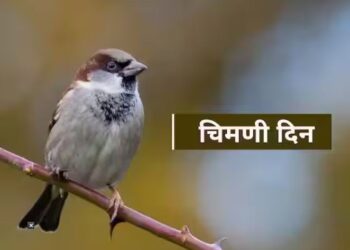 चिमणी दिन विशेष…